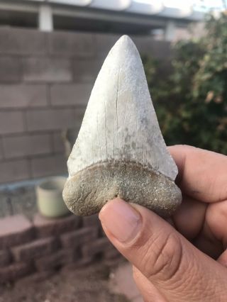 Monster Fossil Great White Shark Tooth Just Under 3 Inches 5
