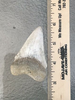 Monster Fossil Great White Shark Tooth Just Under 3 Inches 6