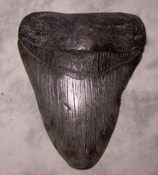 Megalodon Tooth 5 1/8 " Shark Teeth Fossil Jaw Megladon Scuba Dive Meg Giant