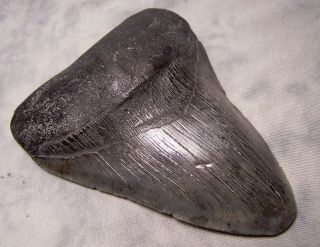 megalodon tooth 5 1/8 