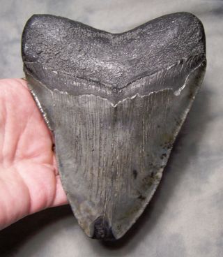megalodon tooth 5 1/8 