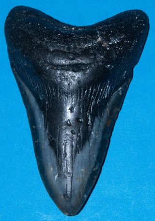 4.  8 Inch Megalodon Fossil Shark Tooth Teeth Relative Of Great White