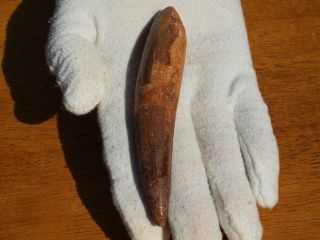 Huge Spinosaurus Dinosaur Tooth Fossil 112 Million Years Old 4.  05 " Inches