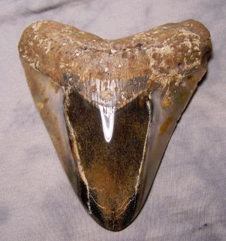 Megalodon Shark Tooth 5 3/16 " Teeth Fossil Stunning Color Jaw Diamond Polished