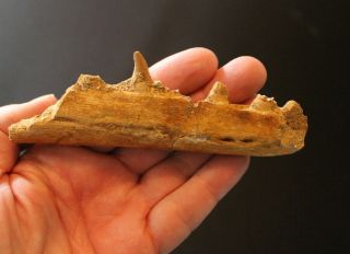Fossil Mosasuar Jaw Tooth Teeth Halisaurus Cretaceous Morocco Marine Reptile