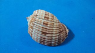 Formosa/seashell/harpa Costata 63mm.  F,