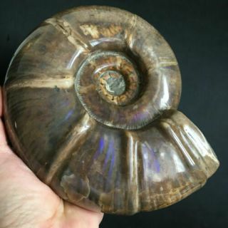 Rare Natural Conch Ammonite Fossil Specimens Of Madagascar 1660g