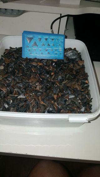 6 Pounds Of Fossilized Sharks Teeth From Florida