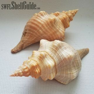Two Horse Conch Shells - Offical Florida State Shell - Self - Collected Marco