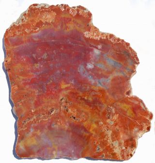 Two Large,  Polished Petrified Wood Slabs - Arizona And Utah