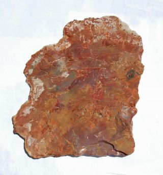 Two Large,  Polished Petrified Wood Slabs - Arizona and Utah 2