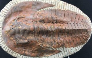 Xtr - Large Andalusiana Trilobite Fossil From Morocco (s11 - 3)