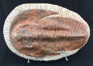 XTR - LARGE ANDALUSIANA TRILOBITE FOSSIL FROM MOROCCO (S11 - 3) 2
