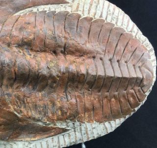 XTR - LARGE ANDALUSIANA TRILOBITE FOSSIL FROM MOROCCO (S11 - 3) 4
