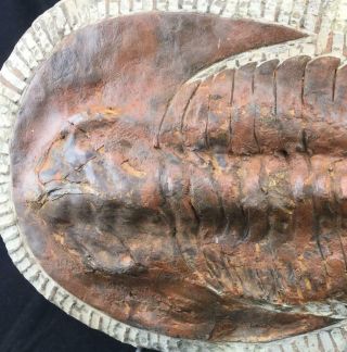 XTR - LARGE ANDALUSIANA TRILOBITE FOSSIL FROM MOROCCO (S11 - 3) 5