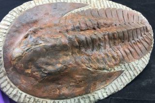 XTR - LARGE ANDALUSIANA TRILOBITE FOSSIL FROM MOROCCO (S11 - 3) 7