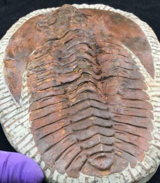XTR - LARGE ANDALUSIANA TRILOBITE FOSSIL FROM MOROCCO (S11 - 3) 8