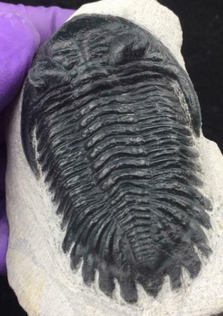 Hollardops Trilobite Fossil From Morocco (m4 - S9)