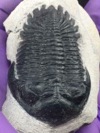 HOLLARDOPS TRILOBITE FOSSIL FROM MOROCCO (M4 - S9) 3