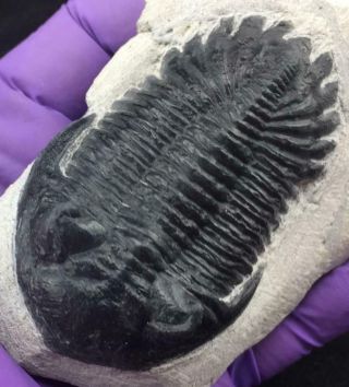 HOLLARDOPS TRILOBITE FOSSIL FROM MOROCCO (M4 - S9) 4