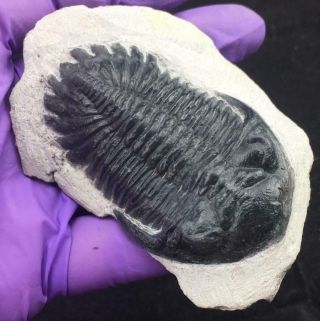 HOLLARDOPS TRILOBITE FOSSIL FROM MOROCCO (M4 - S9) 6