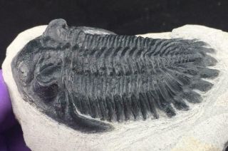 HOLLARDOPS TRILOBITE FOSSIL FROM MOROCCO (M4 - S9) 7