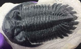 HOLLARDOPS TRILOBITE FOSSIL FROM MOROCCO (M4 - S9) 8