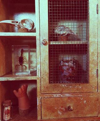 Love Cabinet of curiosities Real Animal Skulls.  Glass Vials Memento mori. 2
