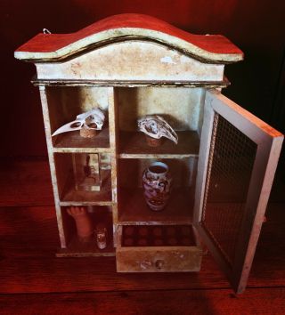 Love Cabinet of curiosities Real Animal Skulls.  Glass Vials Memento mori. 5