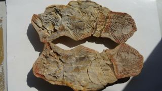 26cm Giant Coelacanth Fish Fossil Trias 250 Mio Madagascar (co - 178 / 3385)