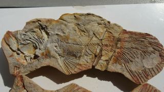 26cm GIANT COELACANTH fish fossil Trias 250 mio Madagascar (CO - 178 / 3385) 2