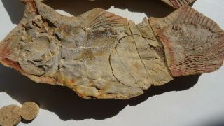 26cm GIANT COELACANTH fish fossil Trias 250 mio Madagascar (CO - 178 / 3385) 3