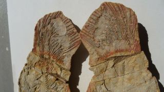 26cm GIANT COELACANTH fish fossil Trias 250 mio Madagascar (CO - 178 / 3385) 4