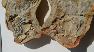 26cm GIANT COELACANTH fish fossil Trias 250 mio Madagascar (CO - 178 / 3385) 5
