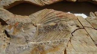 26cm GIANT COELACANTH fish fossil Trias 250 mio Madagascar (CO - 178 / 3385) 6