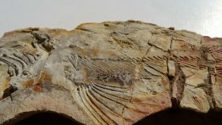 26cm GIANT COELACANTH fish fossil Trias 250 mio Madagascar (CO - 178 / 3385) 7