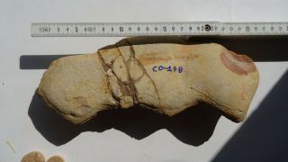 26cm GIANT COELACANTH fish fossil Trias 250 mio Madagascar (CO - 178 / 3385) 9