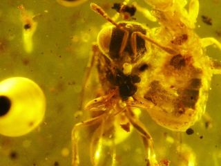 Termites And Bees Burmite Cretaceous Amber Fossil Dinosaurs Era