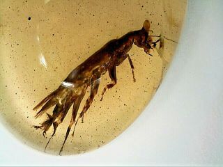 Burmese Cretaceous Amber/burmite Rare Manipulator Predatory Cockroach Mh25 0.  4g
