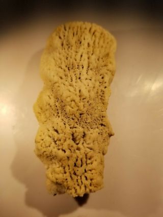 Moretiella Elegans Fossil Sponge - Aptian Age - Spain Extremely Rare