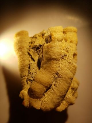 Saropohra Aptiensis Fossil Sponge - Aptian Age - Spain Extremely Rare