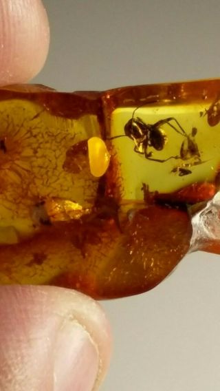 Rare Huge Ant Insect Fossil Inclusion Baltic Amber 5 G.