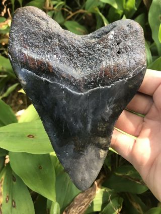Huge Colorful 5.  89 " Megalodon Tooth Fossil Shark Teeth