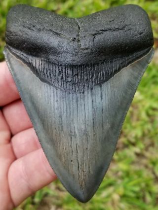 Extremely Serrated,  4.  19 " Megalodon Tooth.  Absolutely No Restoration