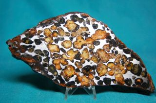 Sericho Pallasite Meteorite 201.  8 Grams