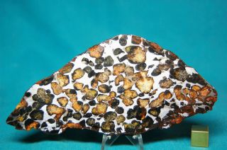 Sericho Pallasite meteorite 201.  8 grams 2