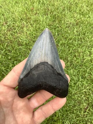 Colorful Serrated 4.  17” Megalodon Shark Tooth 100 Natural - No Restoration.
