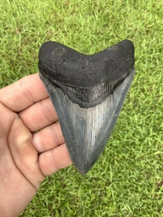 Colorful Serrated 4.  17” Megalodon Shark Tooth 100 natural - NO restoration. 3