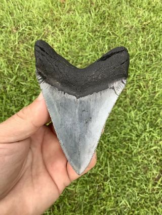 Colorful Serrated 4.  17” Megalodon Shark Tooth 100 natural - NO restoration. 4