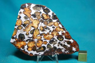 Sericho Pallasite Meteorite 124.  4 Grams